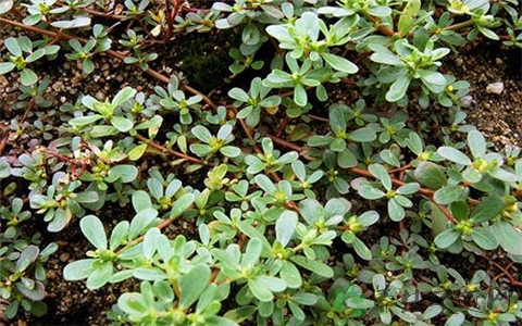 马齿苋和假马齿苋有什么区别