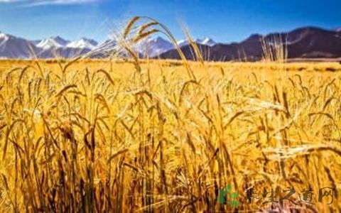 青稞的营养价值_吃青稞的好处