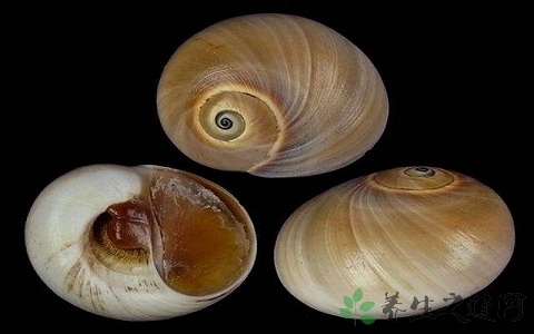 肚脐螺的营养价值_吃肚脐螺的好处