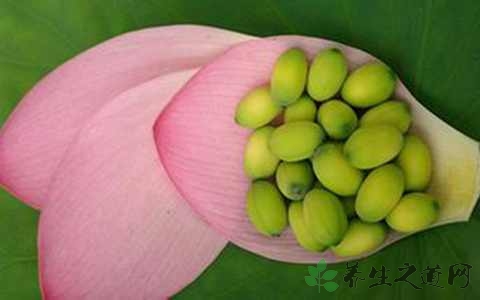 新鲜莲子一天能吃多少