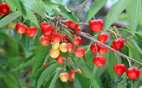 樱桃怎么吃才不酸 樱桃怎么吃才不酸