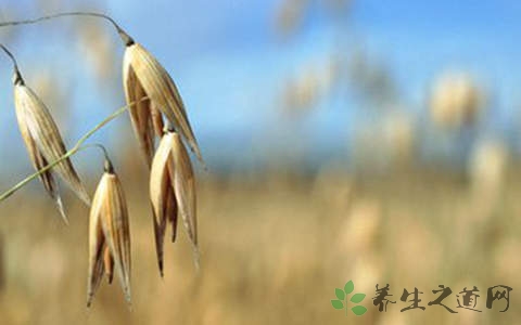 荞麦芽的营养价值_吃荞麦芽的好处