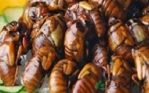 知了猴全身都可以吃吗 知了猴全身都可以吃吗