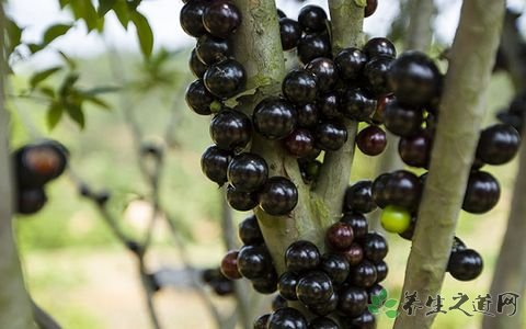 嘉宝果的吃法_哪些人不能吃嘉宝果