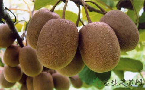 奇异果的吃法_哪些人不能吃奇异果