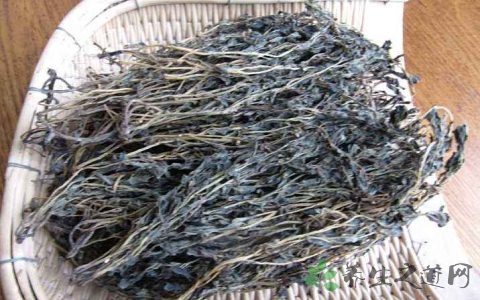 马齿苋怎么晒干 马齿苋怎么晒干