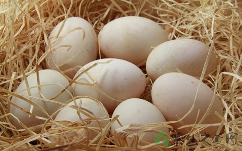 蛋清的营养价值_吃蛋清的好处