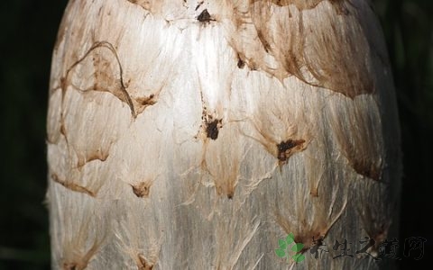 鸡腿菇不能和什么一起吃