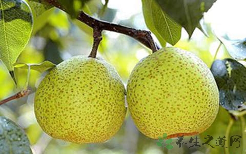 莱阳梨的营养价值_吃莱阳梨的好处