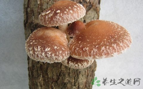 香菇需要焯水吗