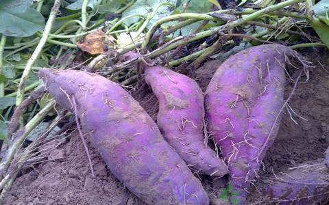 紫薯的营养价值_吃紫薯的好处