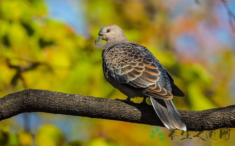 斑鸠的吃法_哪些人不能吃斑鸠