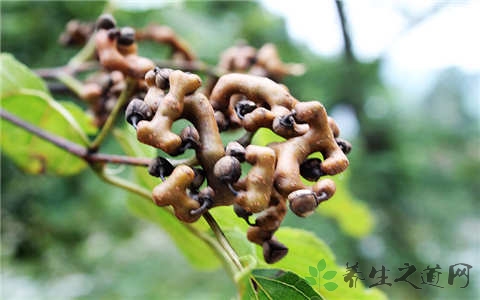 拐枣的营养价值_吃拐枣的好处