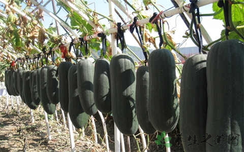 天天喝红酒能减肥吗