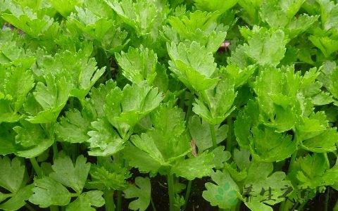 芹黄的吃法_哪些人不能吃芹黄 芹黄的吃法_哪些人不能吃芹黄