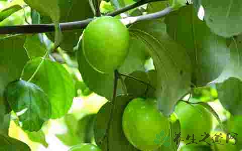 青枣的吃法_哪些人不能吃青枣