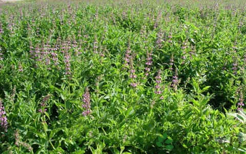 螺丝菜的营养价值_吃螺丝菜的好处