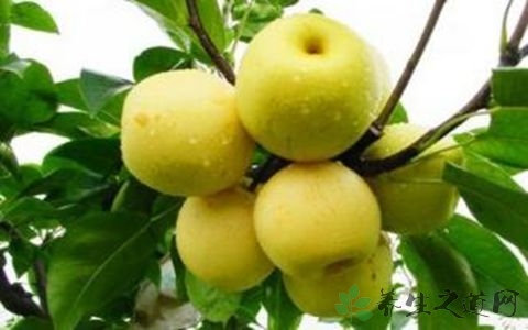 雪梨的营养价值_吃雪梨的好处