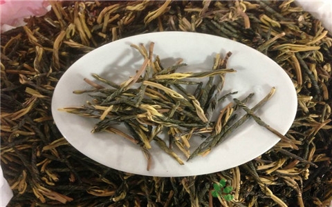 苦丁茶哪里产的最好