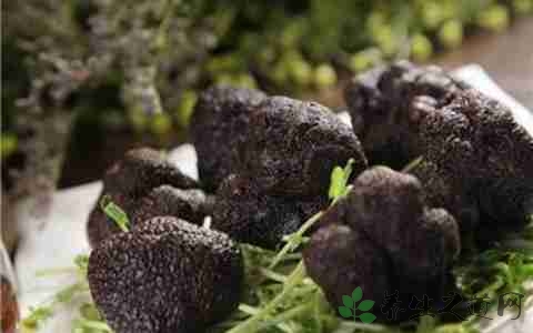 黑松露的营养价值_吃黑松露的好处
