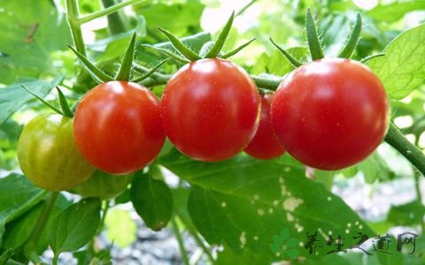 西红柿的吃法_哪些人不能吃西红柿