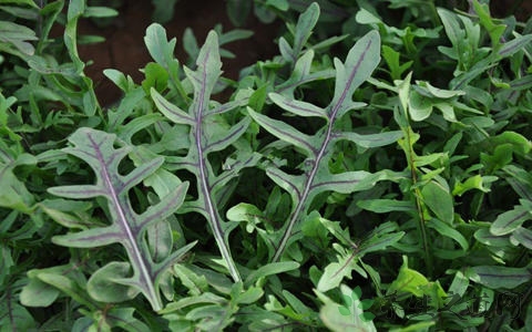 芝麻菜的吃法_哪些人不能吃芝麻菜