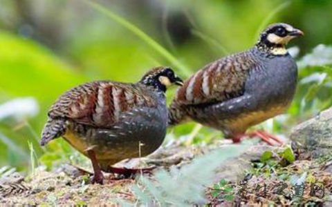 鹧鸪的吃法_哪些人不能吃鹧鸪