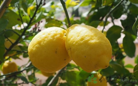 柠檬切开后怎么保存 柠檬切开后怎么保存