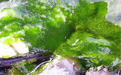 软丝藻的营养价值_吃软丝藻的好处