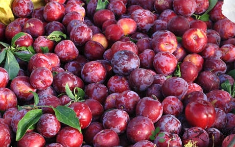 李子一次吃多少合适