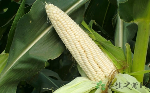 糯玉米的吃法_哪些人不能吃糯玉米