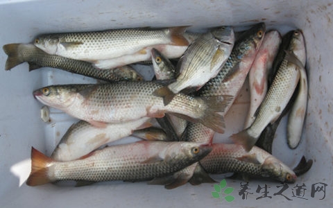 梭鱼的营养价值_吃梭鱼的好处 梭鱼的营养价值_吃梭鱼的好处