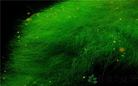 软丝藻的营养价值_吃软丝藻的好处