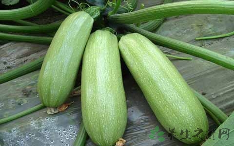 笋瓜的营养价值_吃笋瓜的好处