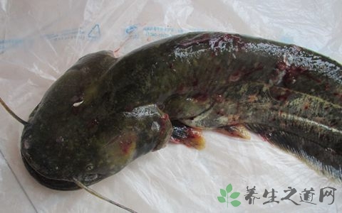 乌江鱼的营养价值_吃乌江鱼的好处