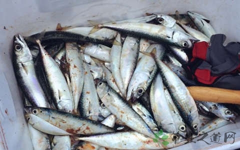 青砖鱼的营养价值_吃青砖鱼的好处 青砖鱼的营养价值_吃青砖鱼的好处