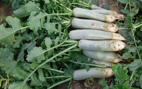 青萝卜的营养价值_吃青萝卜的好处