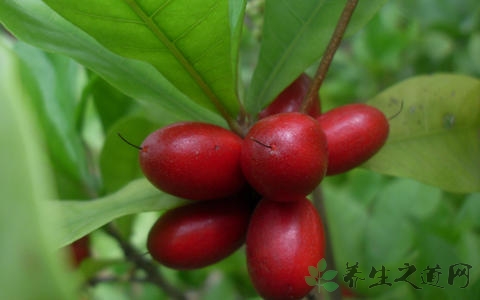 神秘果的营养价值_吃神秘果的好处