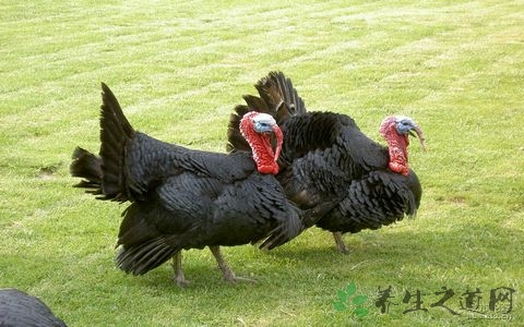 火鸡的吃法_哪些人不能吃火鸡