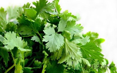 香菜变黄了还能吃吗 香菜变黄了还能吃吗