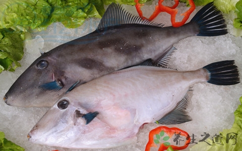 绿鳍马面豚的吃法_哪些人不能吃绿鳍马面豚