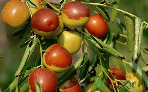 冬枣的吃法_哪些人不能吃冬枣