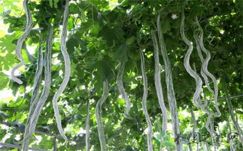 蛇瓜的吃法_哪些人不能吃蛇瓜 蛇瓜的吃法_哪些人不能吃蛇瓜