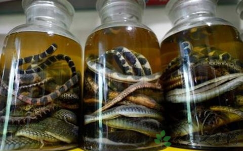 五步蛇泡酒配方 五步蛇泡酒配方