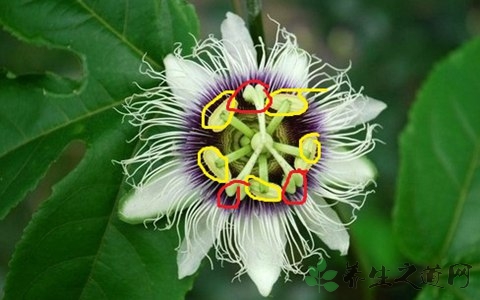 西番莲的营养价值_吃西番莲的好处