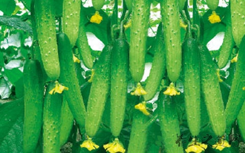 黄瓜怎么榨汁好喝