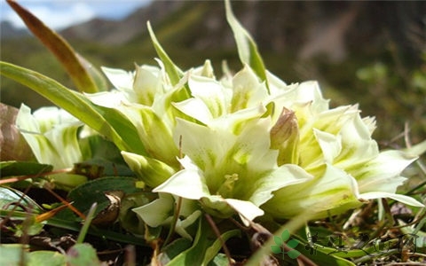 雪莲花茶的营养价值_吃雪莲花茶的好处