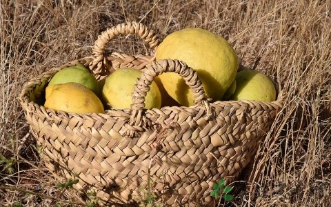 柠檬属于寒性食物吗