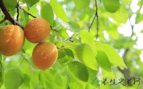 黄桃罐头吃多有危害吗