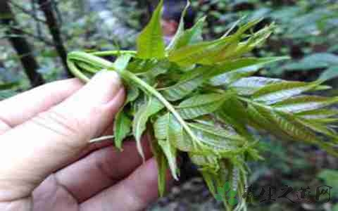 莓茶的营养价值_吃莓茶的好处